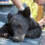 Wildlife Technicians