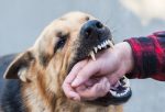 A male German shepherd bites a man by the hand