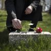 man bringing rose tombstone cemetery
