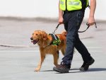 Police dog with leash during a police operation to combat drug trafficking in the port