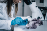 Forensic Science Laboratory. Forensic scientist examining garment with traces of blood