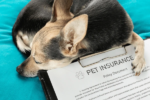 pet insurance cute dog sleeping