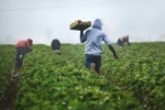 Agricultural workers in a field
