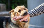 An adult, aggressive male German shepherd attacks a man and bites his hand. Training pets.