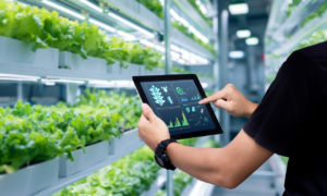 Man hands holding tablet on blurred organic hydroponic vegetable garden as background